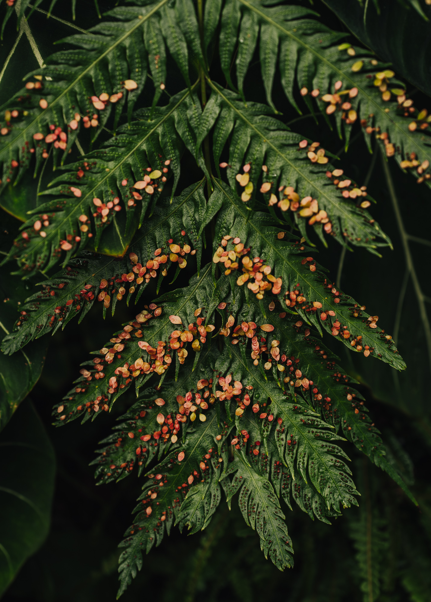 {wandering} Seymour Botanical Conservatory, Tacoma, WA, March 2024